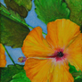 Hibiscus